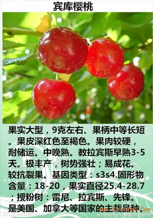 03 宾库樱桃苗 樱桃苗抗病性强       我基地今年提供该品种樱桃苗