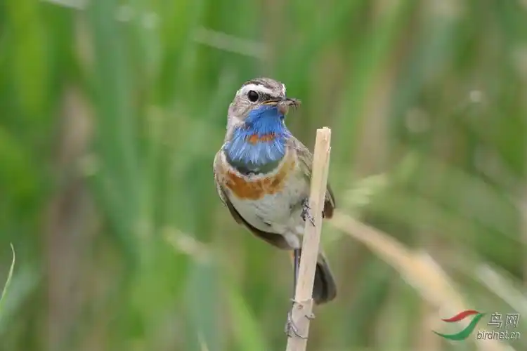 蓝靛颏鸟最爱吃的金龟甲,蝽象,蝗虫,鳞翅目,鞘翅目等昆虫和昆虫幼虫
