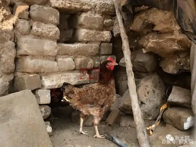 城砖筑就-可能是最高规格的鸡舍了吧 许家庄堡·南城墙