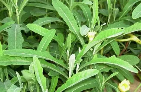 教你识野菜你天天踩着它却不知它的神奇功效