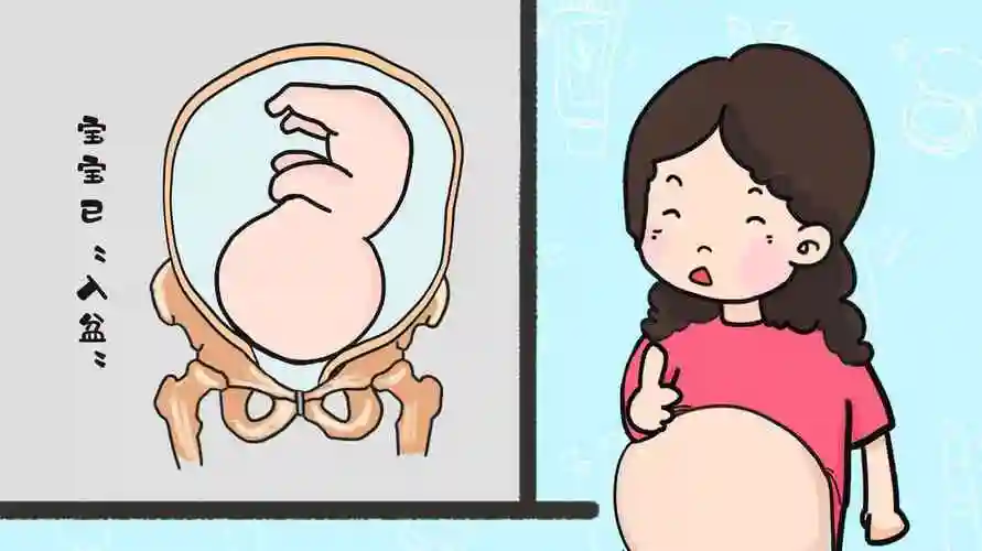 左枕后位的胎儿图片是长什么样子的