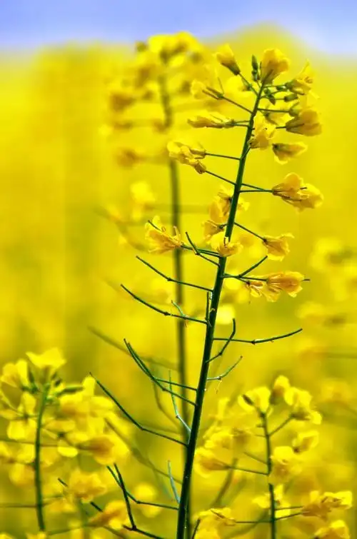 悉尼的油菜花又要开了黄色海洋简直美哭