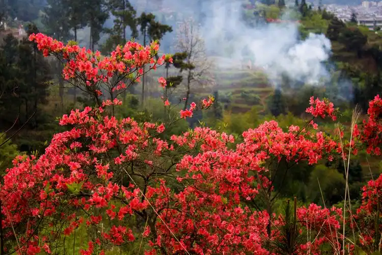 映山红开,漫山遍野,红霞似火
