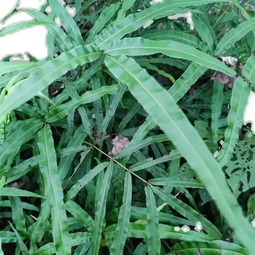 凤尾贵州草风尾欧洲鸡脚草鸡鸡爪草金鸡尾凤凰其他药食同源食品