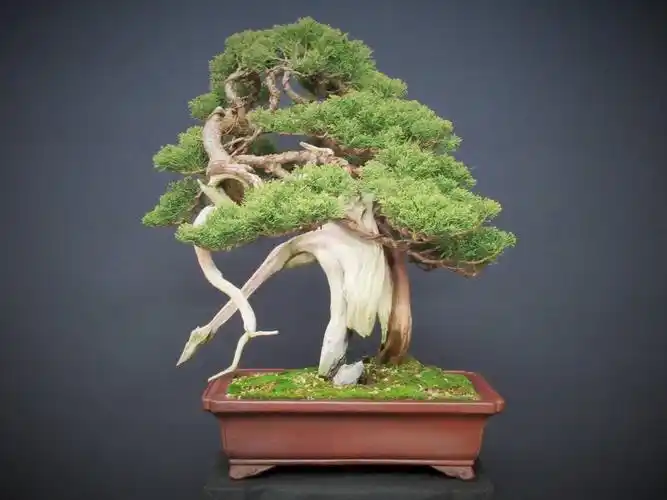 盆桃★★糸鱼川真柏山木〈祥云〉中品 松柏盆栽 树齢约150年