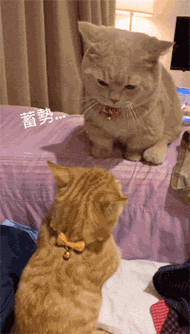 190_334gif 动态图 动图