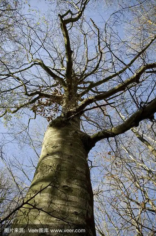 老贫瘠的山毛榉树
