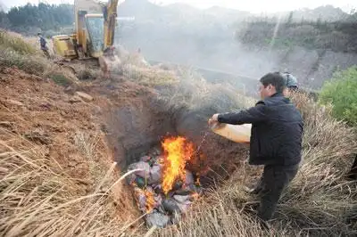 株洲一河渠现30余头死猪,立即土埋