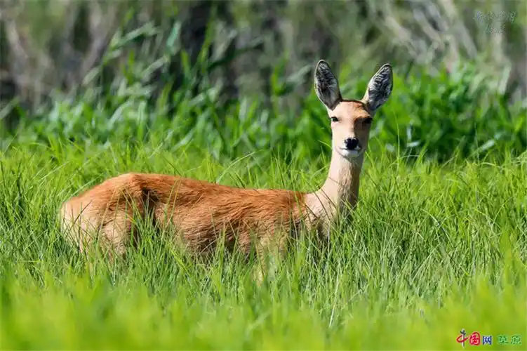 行走千里草原,与萌神"傻狍子"来一场深情凝视