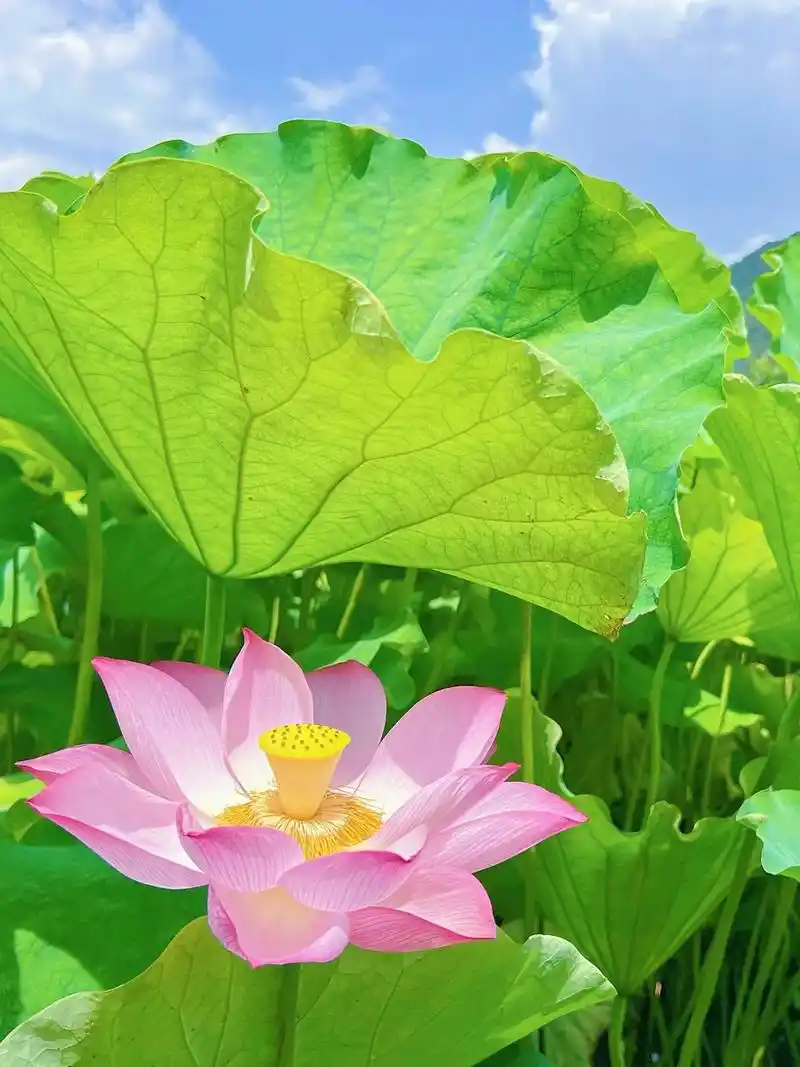 夏日荷花03粉粉嫩嫩谁不爱～7004 6634313134  69