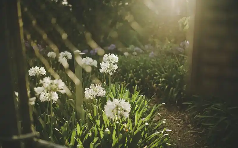 花朵,植物,自然,意境,阳光,唯美,清新,恋恋凡花,风景花朵壁纸图片