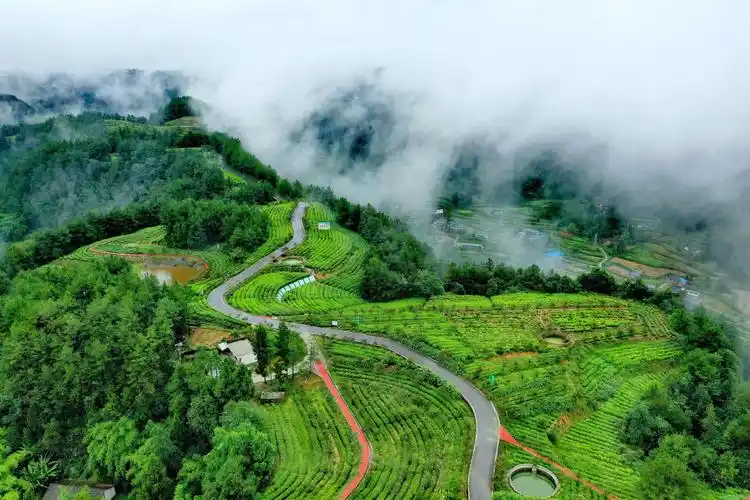 云雾缭绕航拍中国茶乡旺苍满眼绿色的山水风景如人间仙境