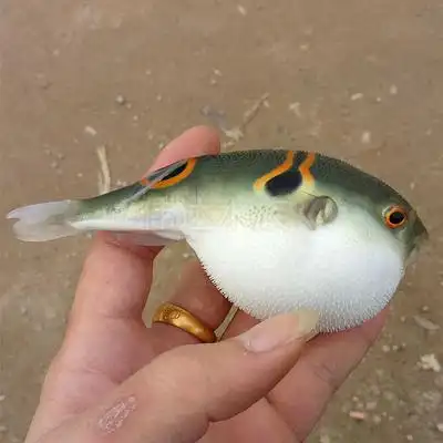 冷水狗头弓斑河豚眼睛娃娃潜水艇凶猛气泡活体宠物鱼