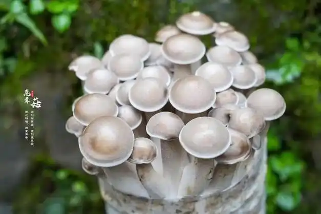 果蔬团|云南鲜鹿茸菇约2斤鲜菌 赠2个菌包49.9元