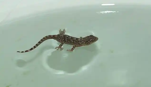 它除了两极之地,广泛分布于各地,在我国,它还拥有"四脚蛇","巴壁虎"等