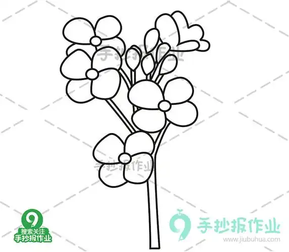 油菜花简笔画合集油菜花画