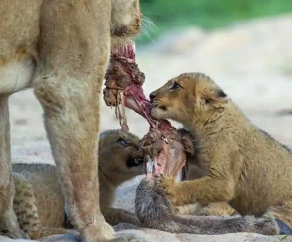 母狮找到食物带回幼崽,小狮子吃的一脸狰狞,这表情也是醉了