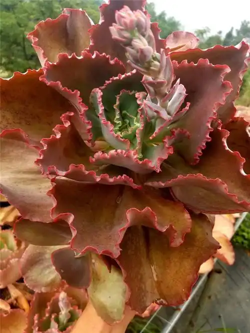 156多肉植物组合大棚批发蓝色妖姬大老桩叶展25cm左右多肉品种