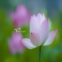 佛弟子微信莲花头像点击鼠标右键下载