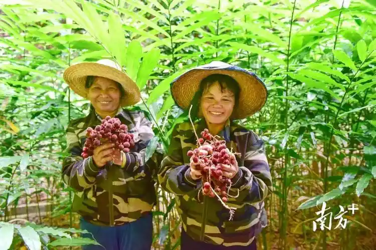 春州土特产④丨春砂仁"红" 沃土生"金"_阳春市_种植_产业