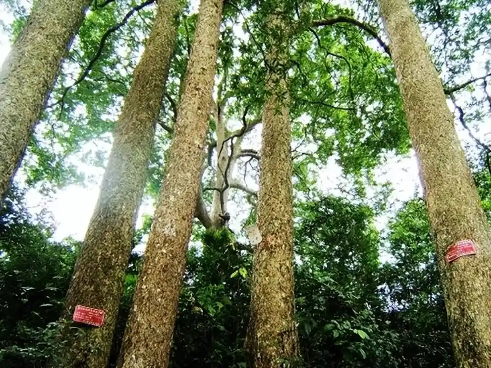 金丝楠木:十克金换一克木,百木之王有何神奇?又为何无人种植?