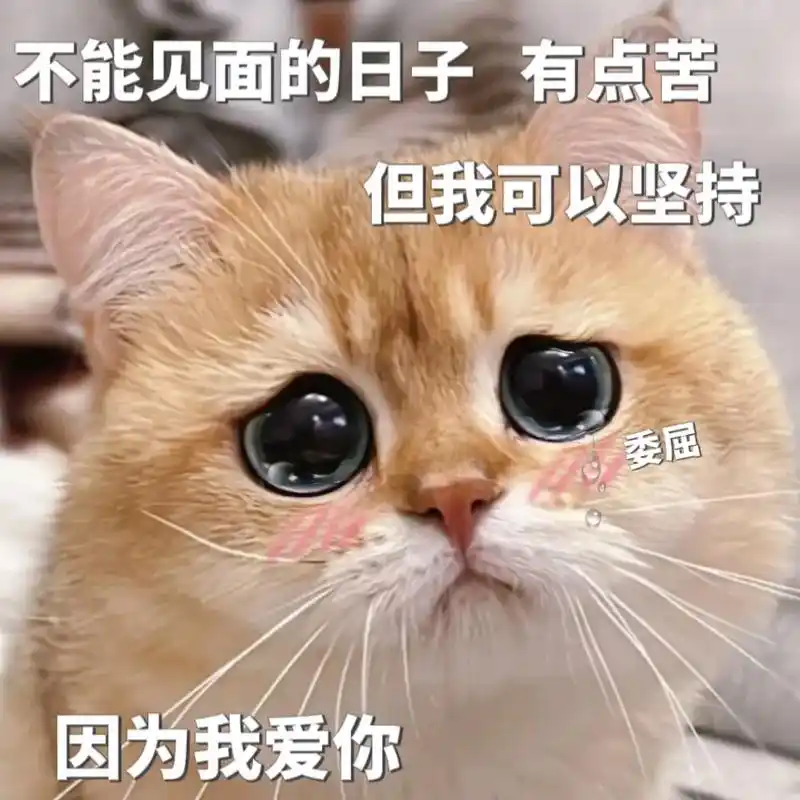 不见面的日子有点苦,但是我可以坚持,因为我爱你#猫咪表情包  - 抖音