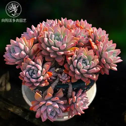 奥普琳娜林多肉植物一物一拍园艺琳娜多肉植物口碑好店