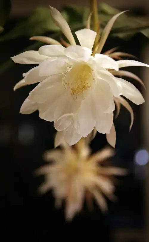 序曰:优昙花,锡兰产,余家植两株,月夜花.