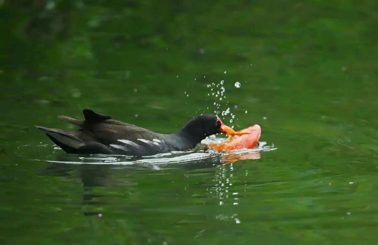 黑水鸡抓鱼吃鱼