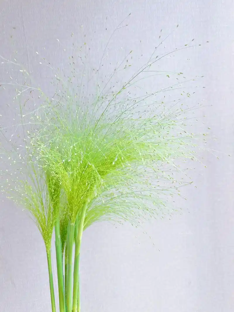 小时候的喷泉草 小时候会去拔的原来叫喷泉草 我不知道别人怎么觉得