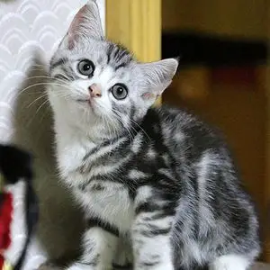 起司猫幼崽纯种