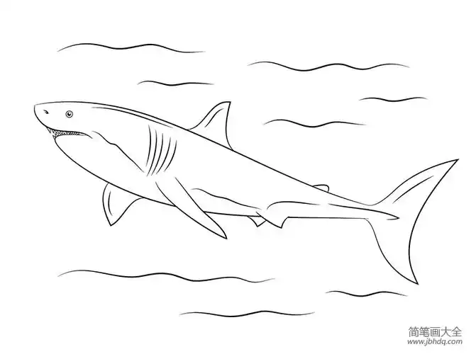 大白鲨简笔画图片