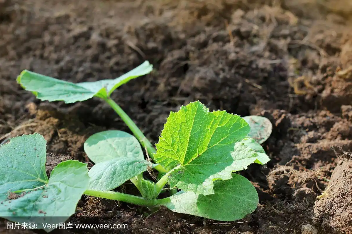 在蔬菜床上生长的西葫芦幼苗.西葫芦栽培与种植