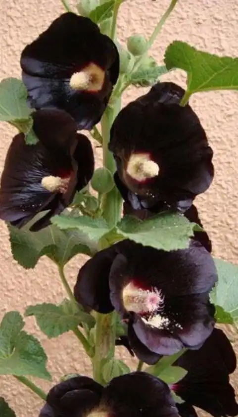 ——黑色曼陀罗