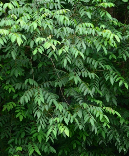 木蜡树_落叶阔叶乔木类_植物库_植物网