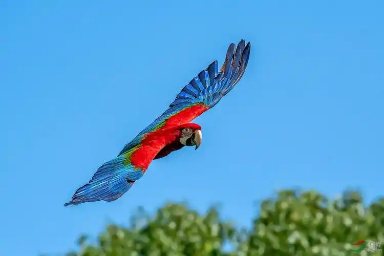 林鸟翱翔在蓝天里金刚鹦鹉