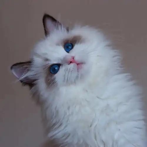 这么美的布偶猫