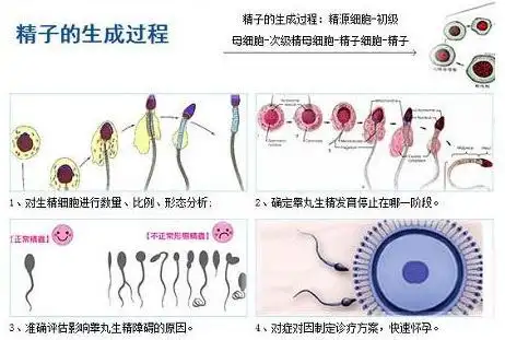 精子生成过程示意图