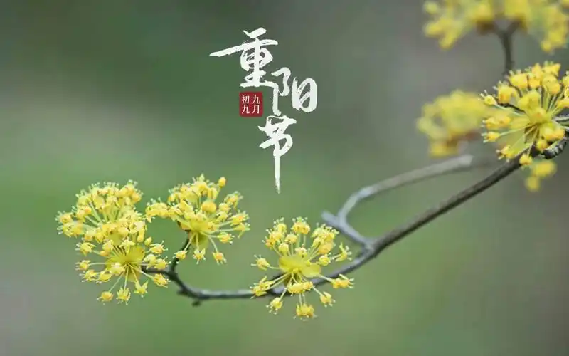 九九重阳节唯美茱萸微距摄影