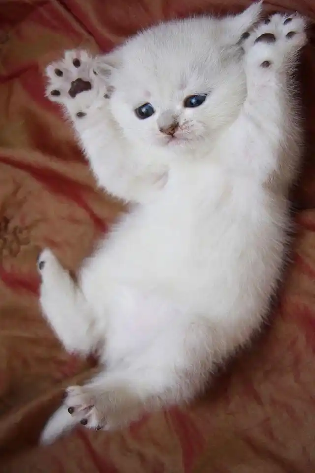 卖萌的可爱猫咪大图手机壁纸下载