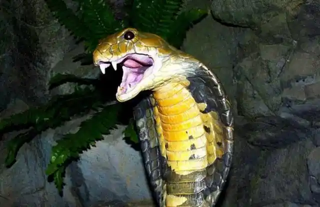 世界上毒性极强的10种动物