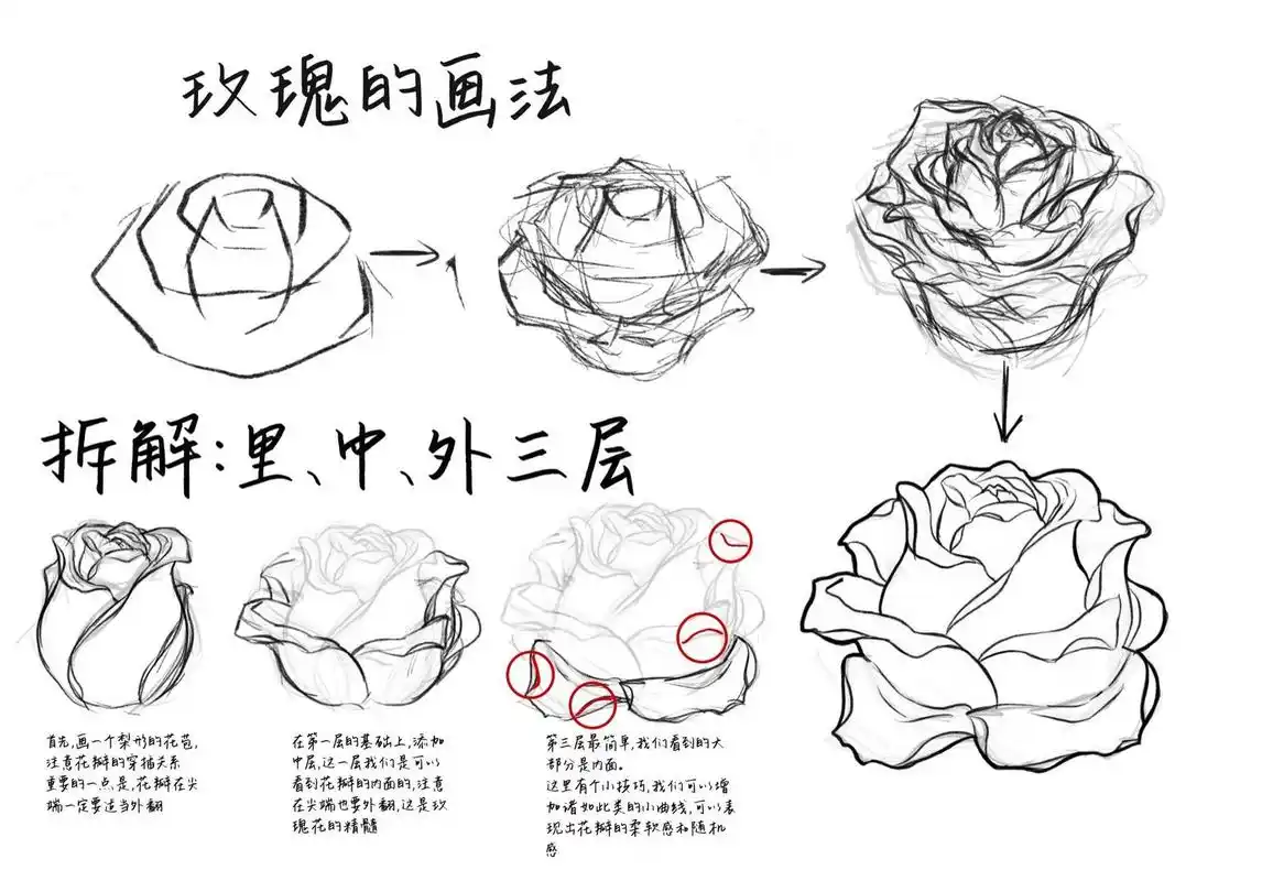 首先,画一个梨形的花苞,注意花瓣的穿插关系 重要的一点是,花瓣在