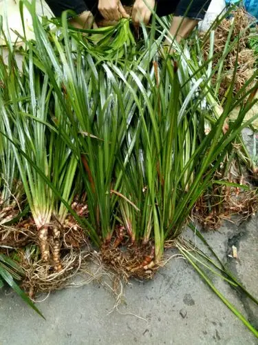 野生采挖干石菖蒲月子草药洗澡洗头泡脚产后日常洗浴护理九节菖蒲