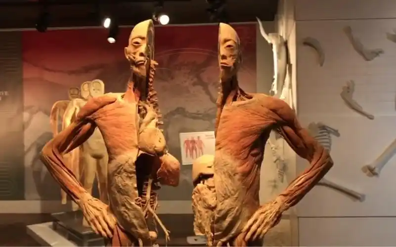 这是真实的人体.人体博物馆,大体老师,人体标本,解剖,生命科学