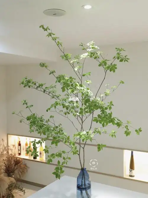 家居绿植日本吊钟