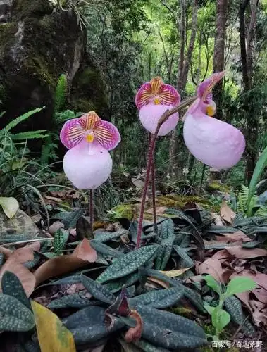 带你领略大自然的魅力之硬叶兜兰