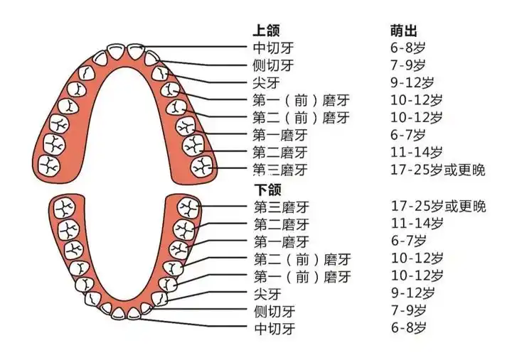 乳牙列,恒牙列均为左,右,上,下各266颗,总共866颗主要功能切断