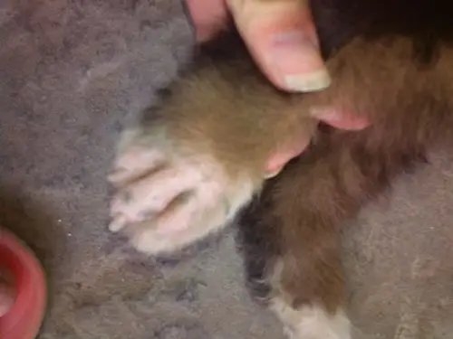 狗狗蹄子 怎么了是不是什么皮肤病 用什么药啊 到哪里能买到?求助啊