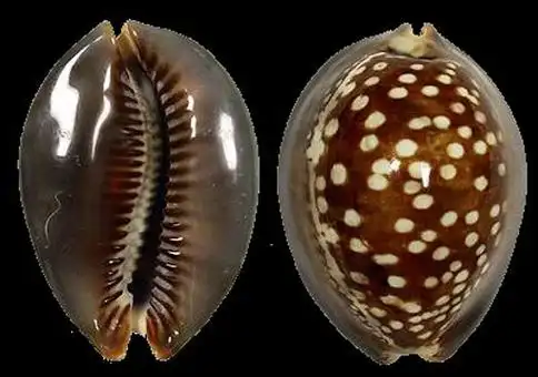 humpback cowrie