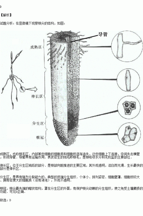 植物根尖的一般结构包括根冠分生区伸长区和成熟区下列关于各部分功能